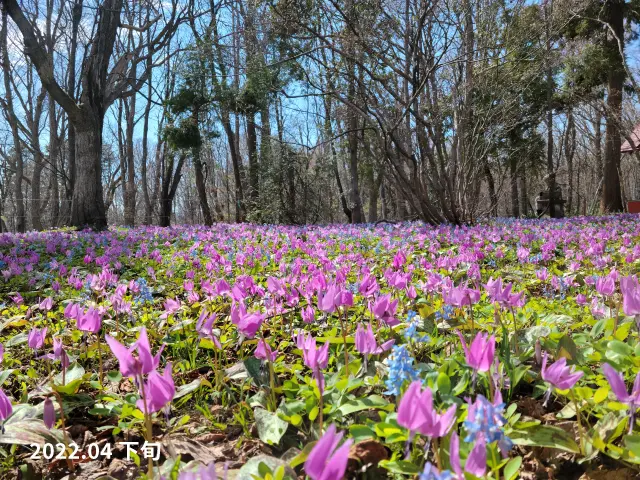エゾエンゴサク 浦臼神社 公式 砂川ハイウェイオアシス館 土産 食事 遊び 休憩