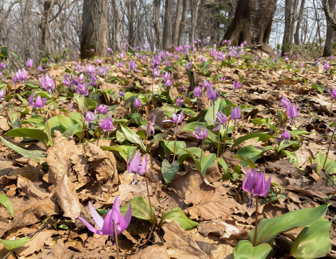 カタクリの花 深川丸山公園 公式 砂川ハイウェイオアシス館 土産 食事 遊び 休憩